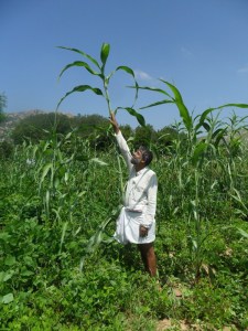 Dinesh (Earth 360) demonstrating the height of a traditional bi-color variety of Sorghum (సీతమ్మ జొన్న) in a farm in Mandavarapalli, Chittoor Dt., AP. on Oct 19th, 2015.