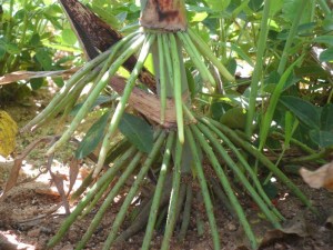 Secondary roots in traditional of Sorghum (సీతమ్మ జొన్న)