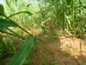 Secondary roots being pushed at even the 4th node in a browntop millet plant (brachiaria ramosa, ढेंगली (?), ಕೊರ್ಲು, అండు కొర్ర) at a farm near Kadiri, A.P. as captured in this photograph on 20th Oct 2015.