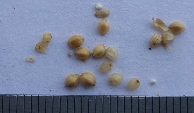 Barnyard millet, not very well formed grains but note the distinct ridge line on the top.