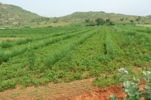 A mixed crop farm near kadiri