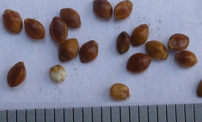 Why is the bran so rich in&nbsp;nutrients?