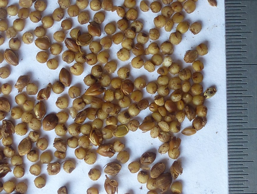 Grading in community scale small millet processing – The Millet Foundation