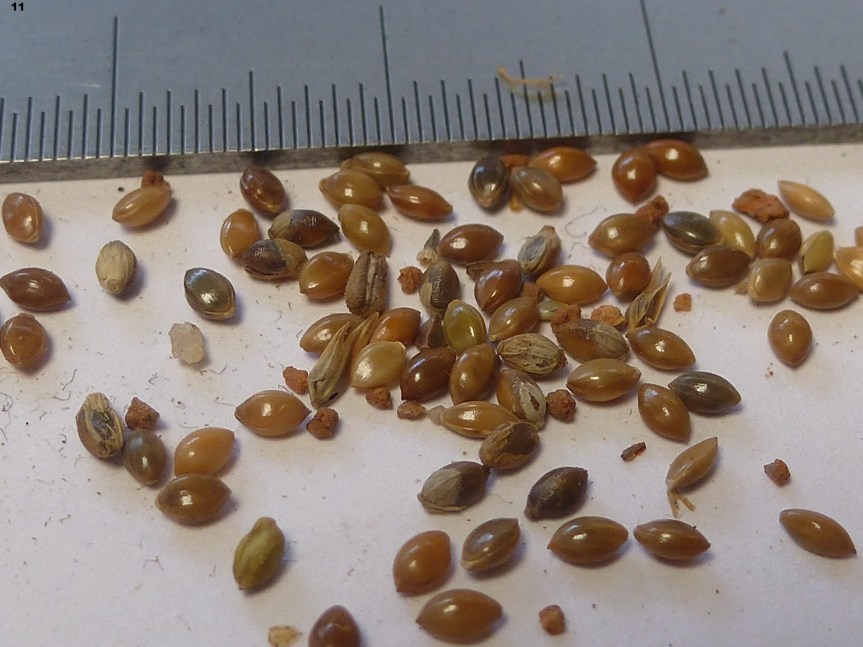 Know Millets Webinars 2020, Session #&nbsp;04