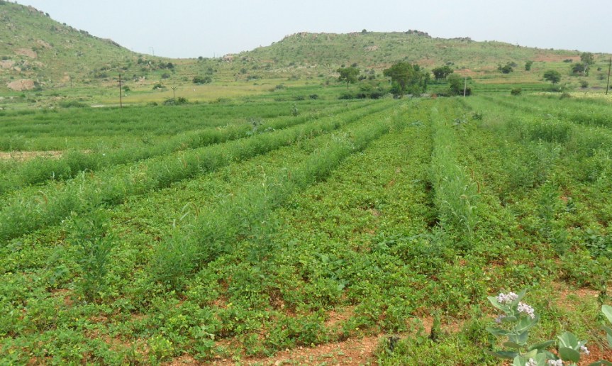 Know Millets Webinars 2020, Session #&nbsp;03