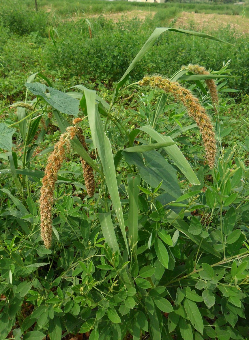 Know Millets Webinars 2020, Session #&nbsp;06